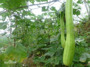 砍瓜如何吃,探索多样美味烹饪技巧