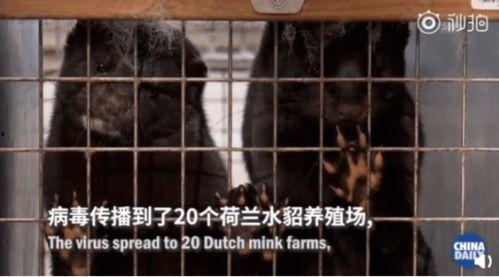 女子吃瓜返祖现场,穿越时空的奇妙体验