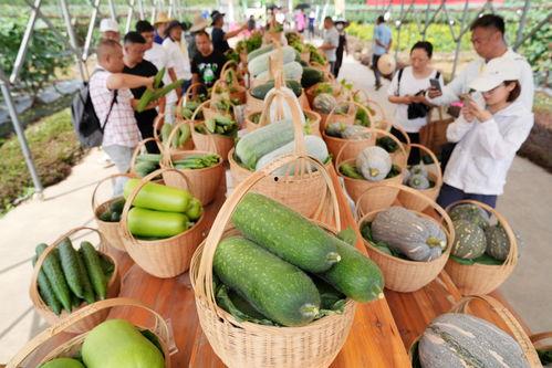 广州永泰吃瓜事件,邻里纠纷引发网络热议
