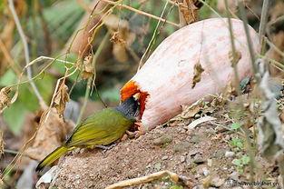 小鸟吃瓜的图片,小鸟欢乐吃瓜瞬间捕捉