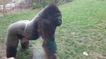 女孩吃瓜变成猩猩,女孩误食神秘瓜果变身猩猩之谜