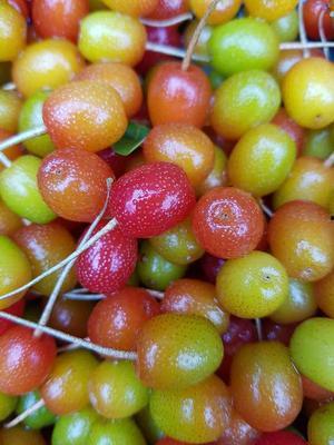 妊娠糖尿病可以吃茭瓜,茭瓜助力健康孕期