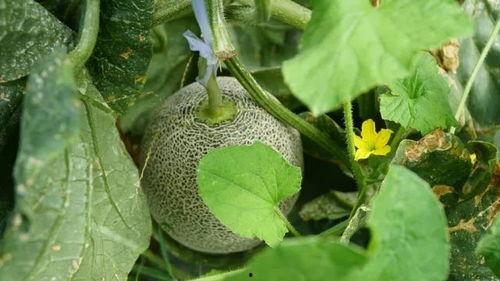 吃瓜清声,揭秘娱乐圈幕后故事