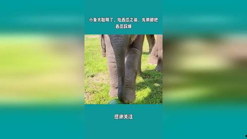 吃瓜的小象,吃瓜小象的趣味生活揭秘