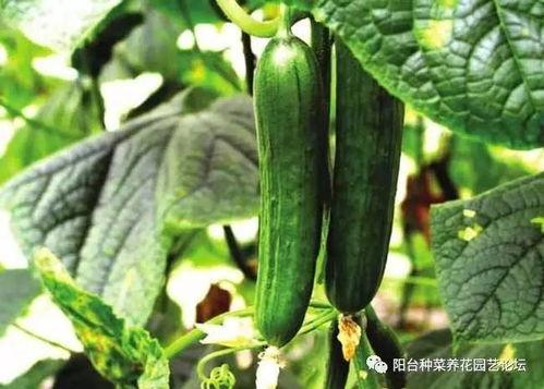 甲亢可以吃矮瓜吗,甲亢患者适宜食用矮瓜的饮食建议