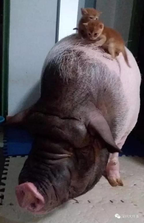 上海肥猪哥吃瓜,揭秘娱乐圈幕后真相