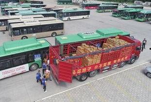 公交站吃瓜少女,吃瓜少女的奇妙冒险