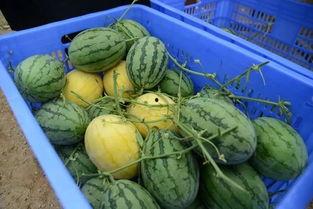 长视频吃瓜,揭秘长视频吃瓜背后的娱乐真相