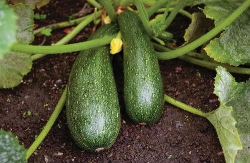 秋天吃瓜吗,秋天也能吃瓜的奇妙体验