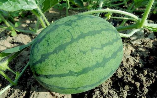 吃瓜西瓜网,带你领略网络娱乐新风尚