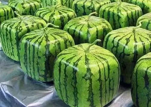 吃瓜的瓜意思是什么,揭秘“吃瓜群众”背后的瓜意内涵