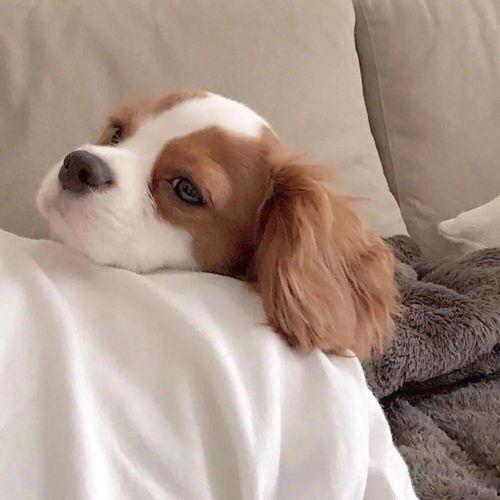 动物吃瓜头像多人,动物吃瓜头像的多彩人生