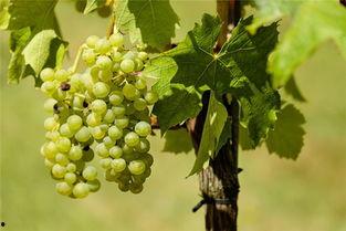 梦见吃葡萄和哈密瓜,葡萄与哈密瓜的奇幻之旅