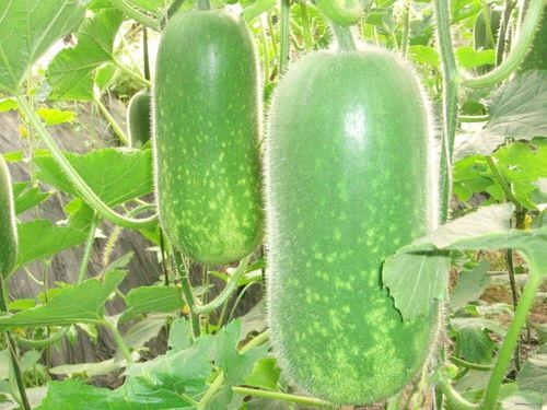 吃瓜痔疮,吃瓜也能引发痔疮？揭秘日常饮食与痔疮的关系