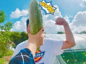 送礼物吃瓜,共享欢乐时光