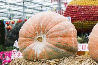 磨盘南瓜大瓜怎么吃,磨盘南瓜大瓜的多样美味食用方法探索