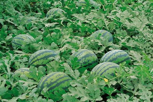 小孩吃瓜篓子图片,小宝贝欢乐吃瓜篓子瞬间