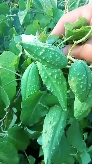 吃瓢瓜中毒,揭秘常见食材的潜在风险