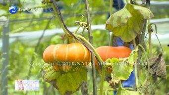 香炉瓜怎么坐着吃,香炉瓜的独特坐姿享用体验