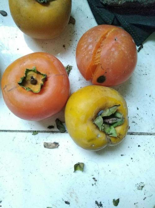 佛手瓜中间烂了可以吃吗,佛手瓜中间烂了还能食用吗?揭秘食用安全与处理方法