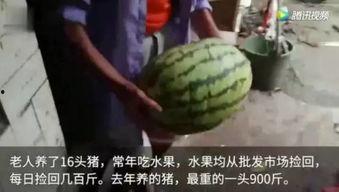吃瓜视频有哪些,热门话题背后的娱乐盛宴