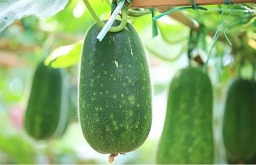 睡觉不如吃瓜,比睡觉还香?揭秘熬夜吃瓜的魔力